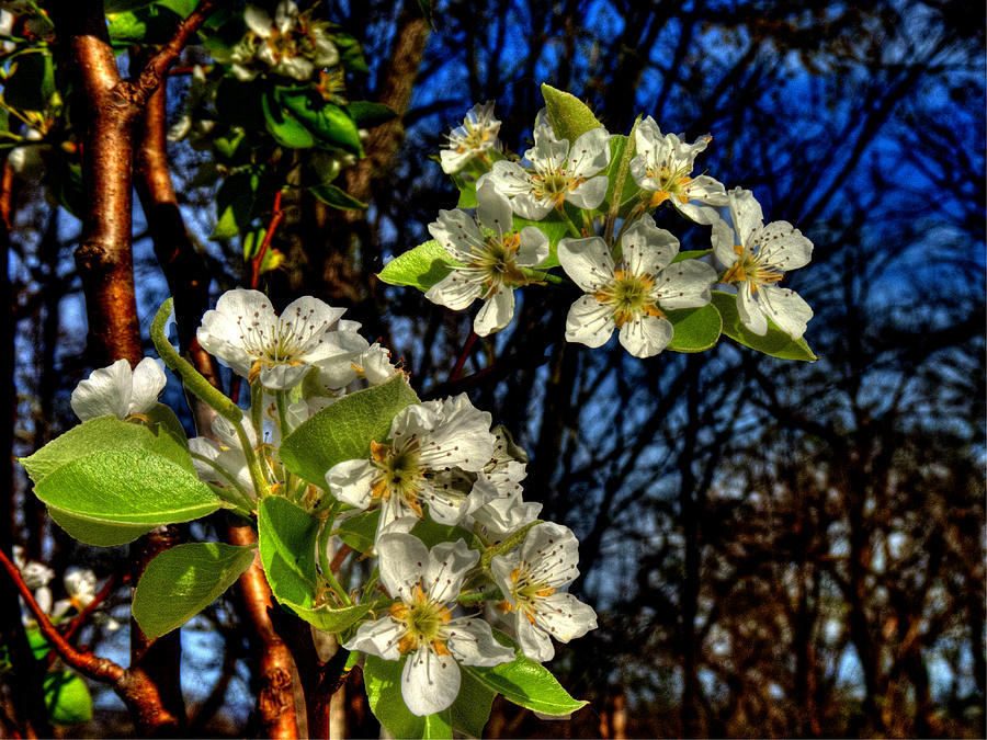 Moonlight Pear Blossoms Photograph by William Fields