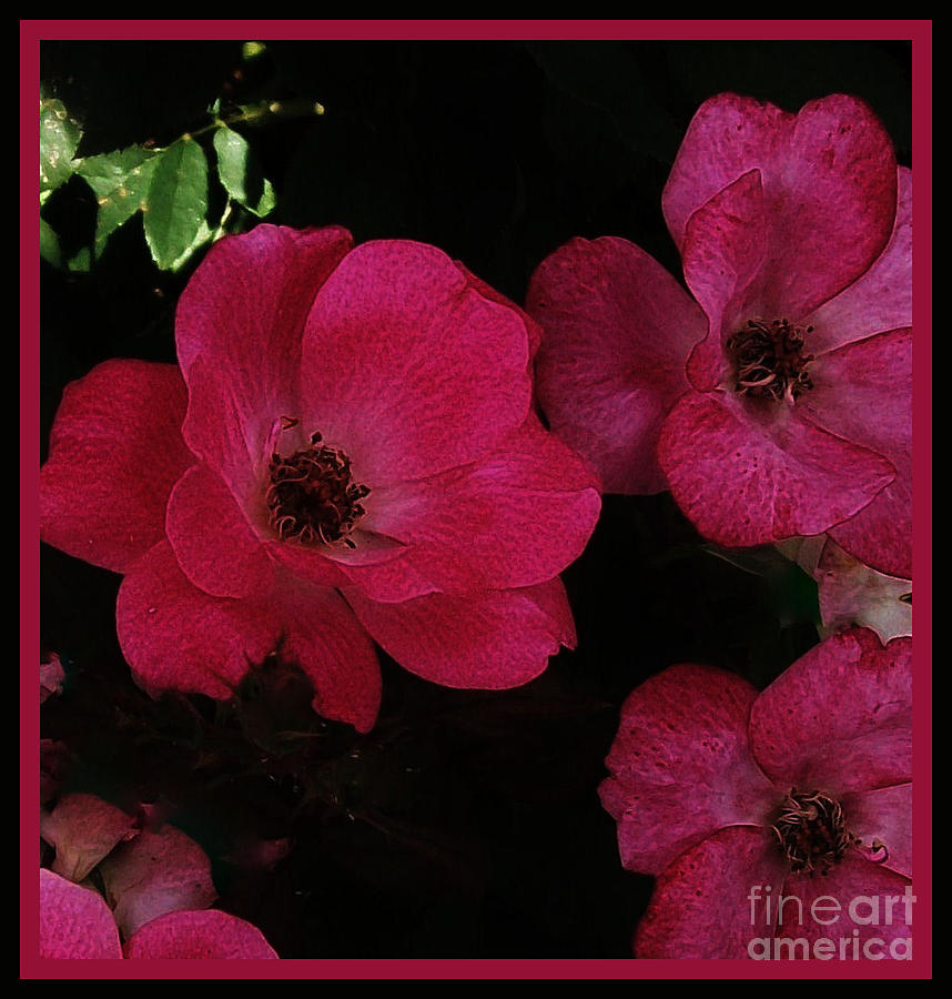 Rose Photograph - Moonlight Roses by Marsha Heiken
