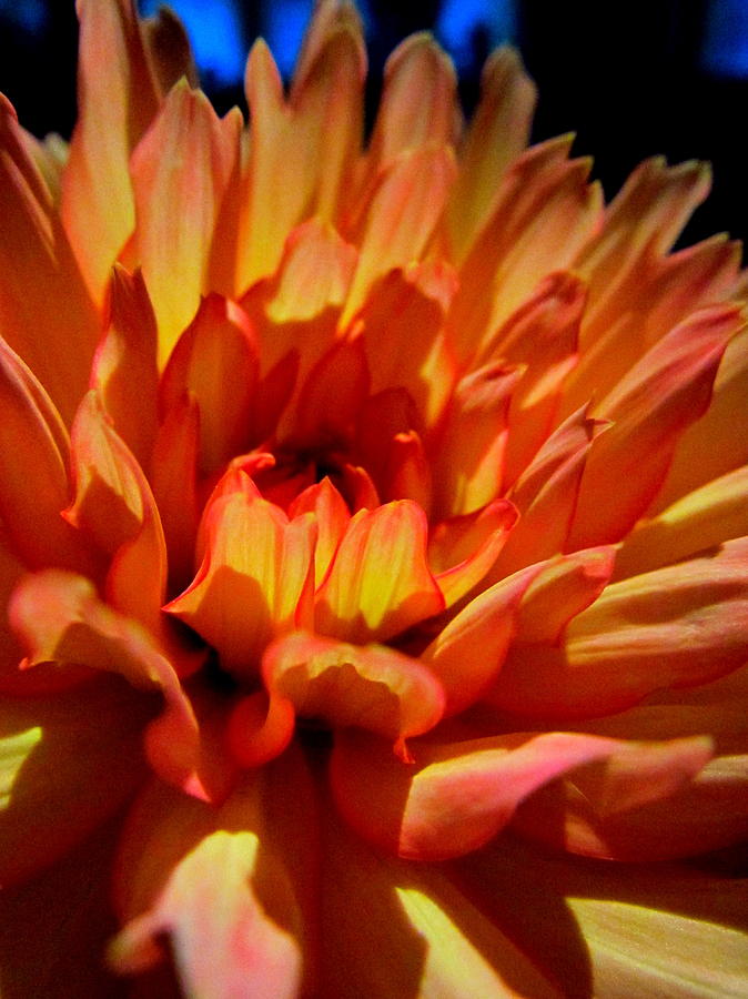 moonlit dahlia