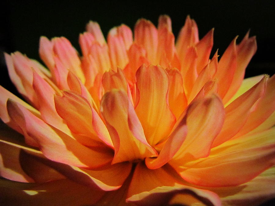 moonlit dahlia