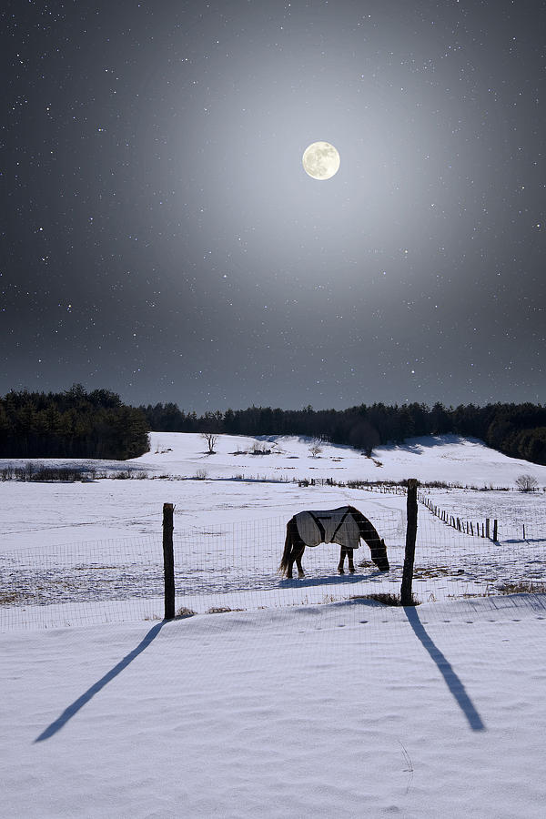 Moonlit Horse Photograph by Larry Landolfi