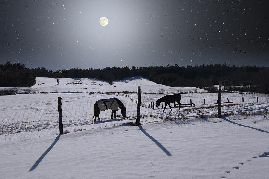 Moonlit Horses Photograph by Larry Landolfi