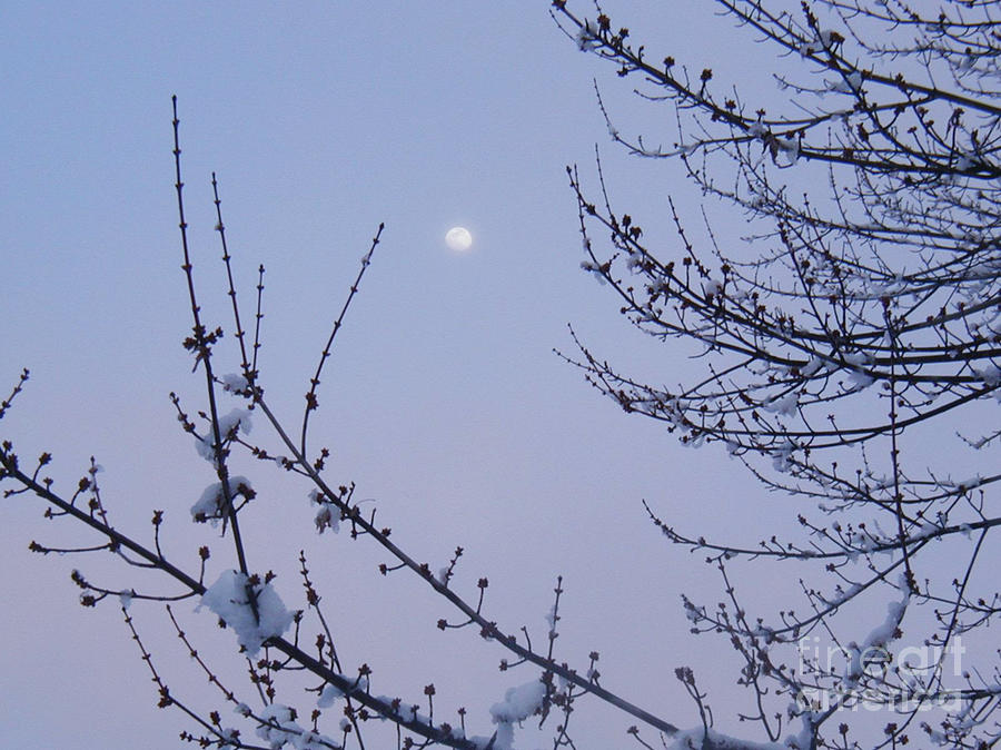 Nature Photograph - Moonlit Morning by Catherine DeHart