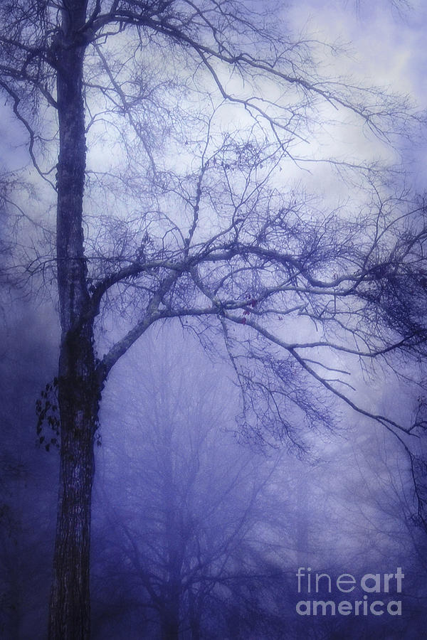 Moonlit Tree Photograph by Judi Bagwell