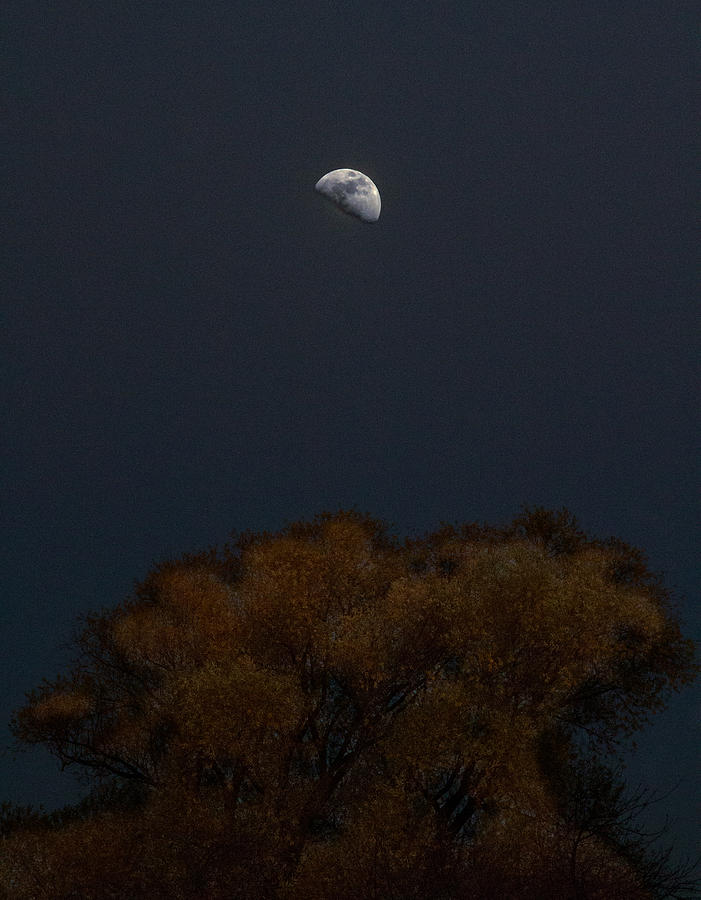 Moonlite  Photograph by Dragan Kudjerski