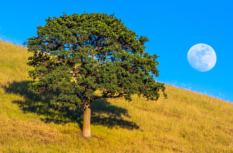 Moonrise Behind Oak Tree Photograph by Marc Crumpler