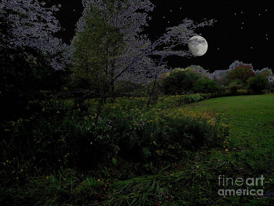 Moonrise In Flossmoor Forest Photograph by Cedric Hampton