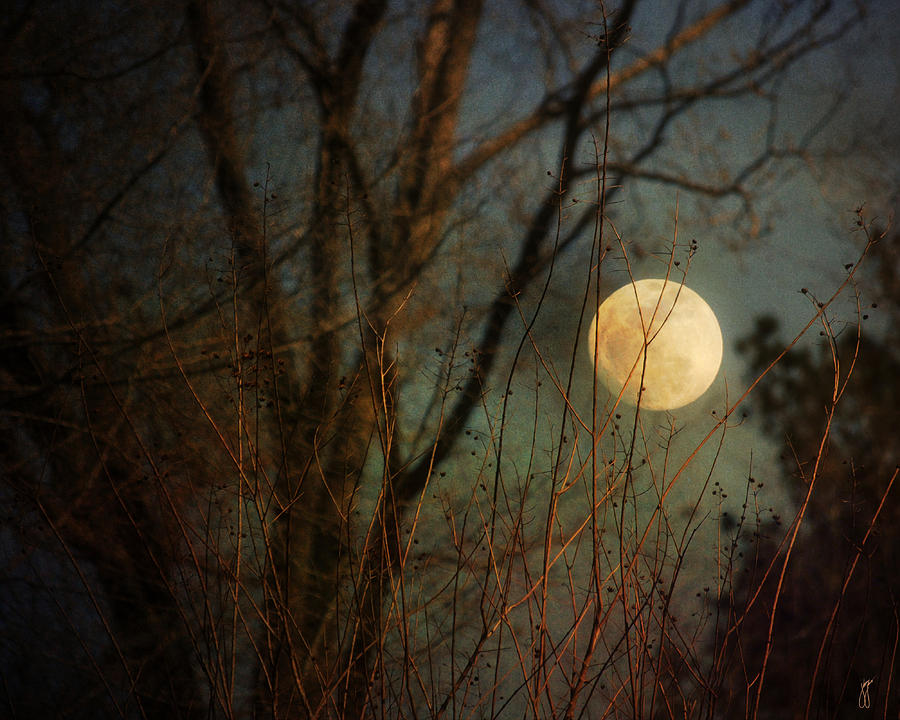 Moonrise Photograph by Jai Johnson