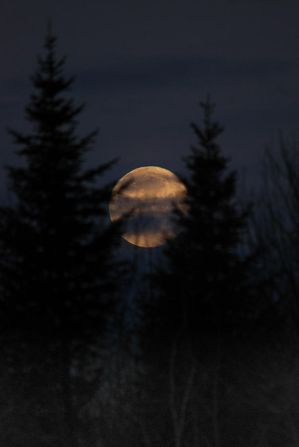 Moonset in the Spruce Bog Photograph by Sue Capuano