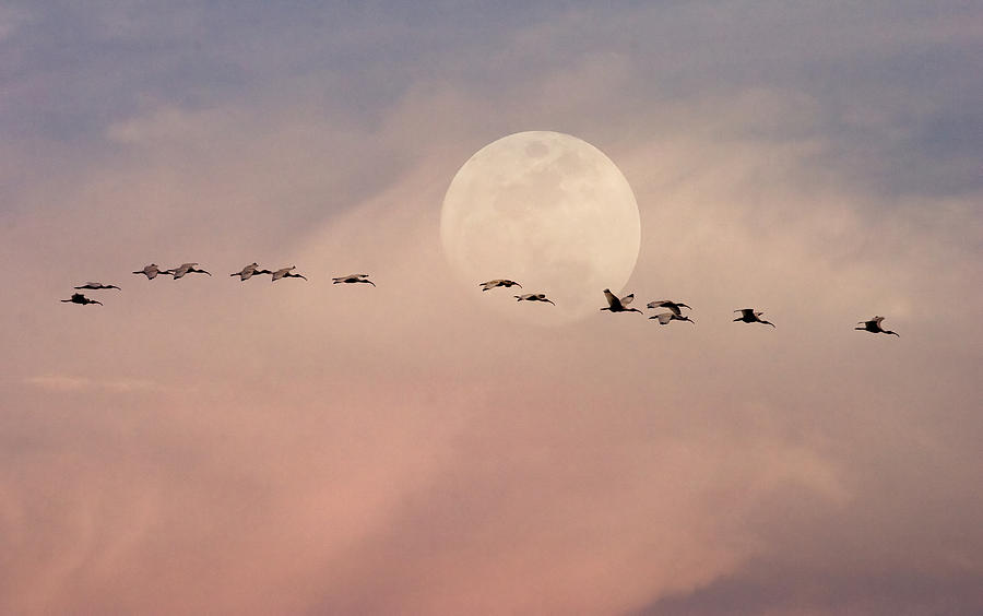 Ibis Photograph - Moonstruck by Hazel Billingsley