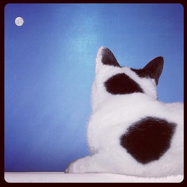 Cat Photograph - Moonwatcher #cat #moon #window by Shelley Walsh