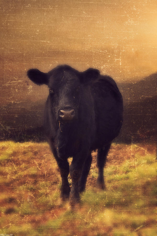 Animal Photograph - Moooo Cow  by Gray  Artus