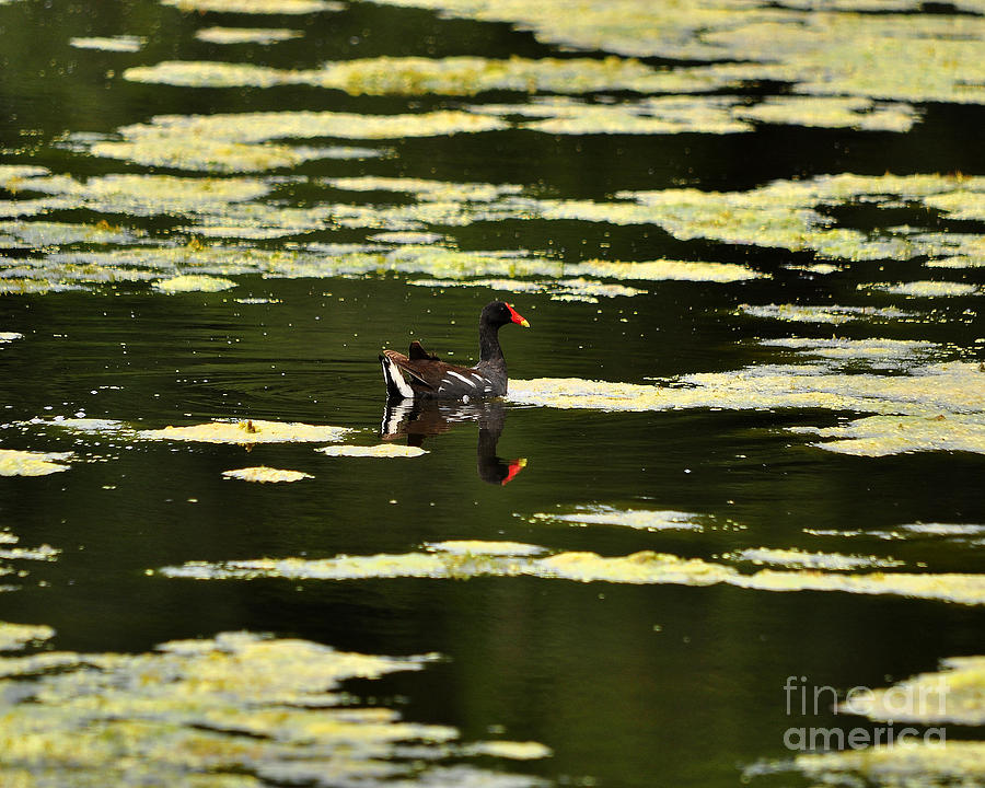 Moorhen Reflection Photograph by Al Powell Photography USA