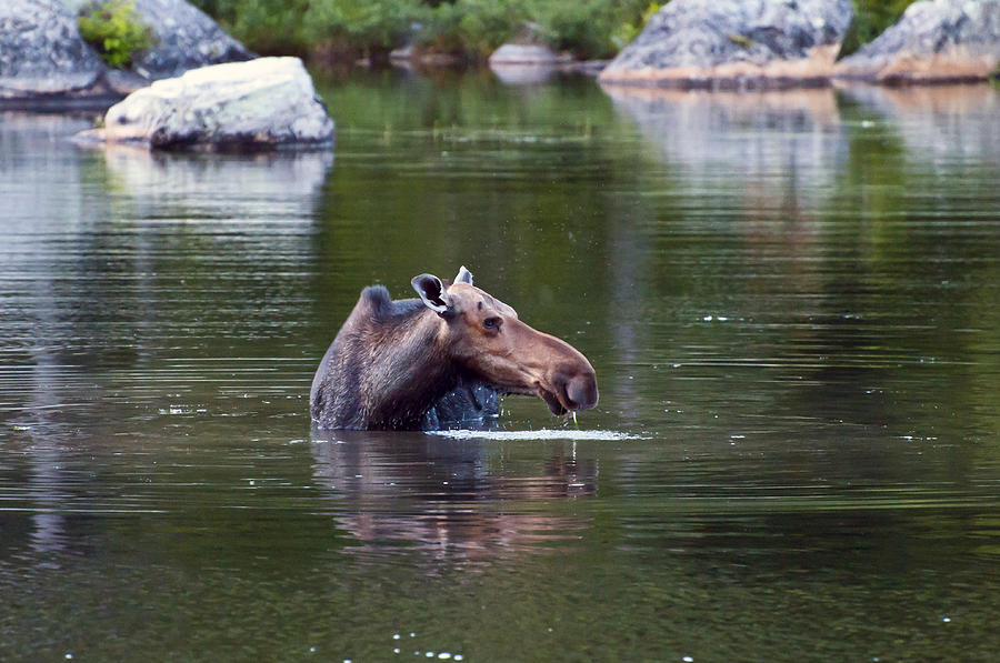 Moose 1 Photograph by Glenn Gordon
