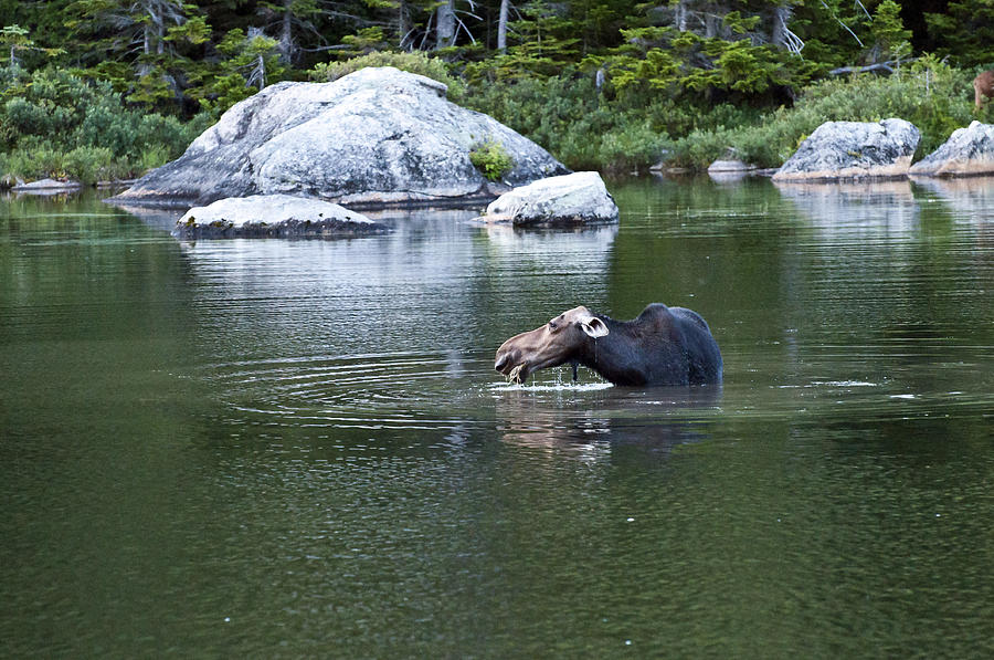 Moose 2 Photograph by Glenn Gordon