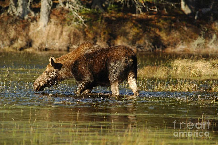 Moose Photograph by Alana Ranney