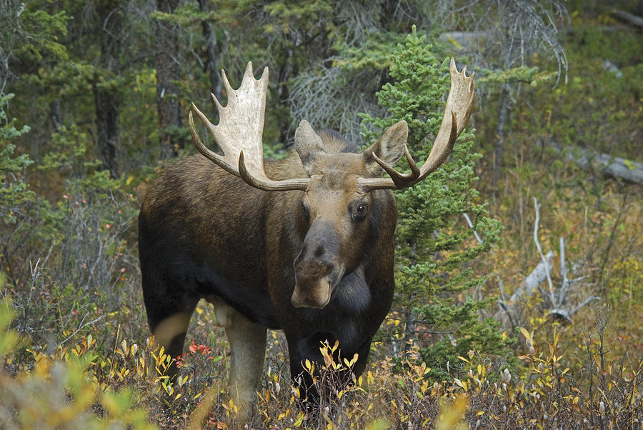 Moose Alces Alces In The Forest Alberta Photograph by Philippe Widling