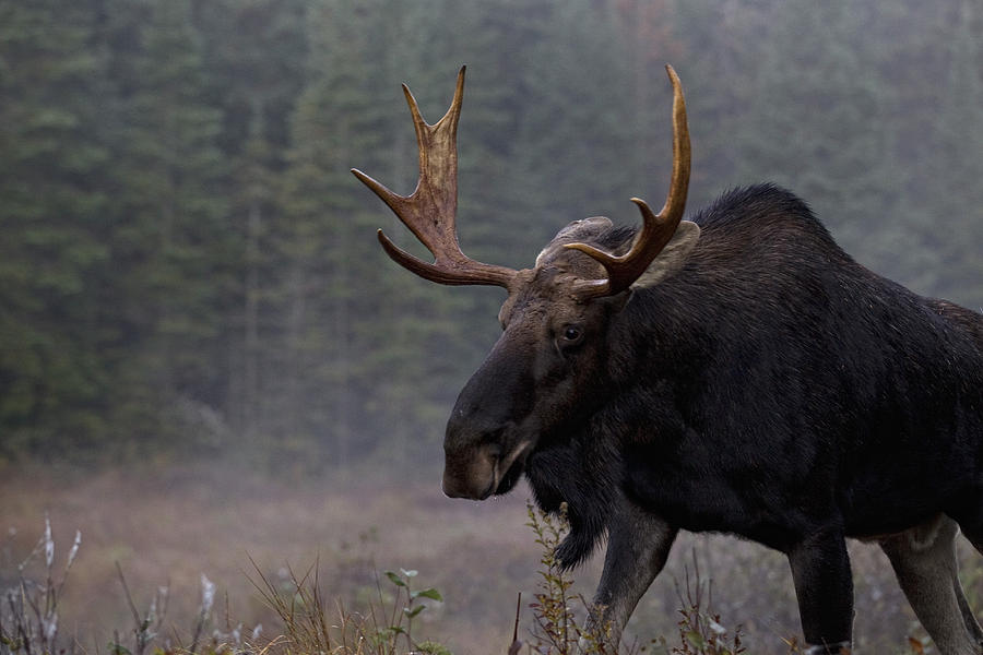 Moose, Algonquin Provincial Park Photograph by Robert Postma