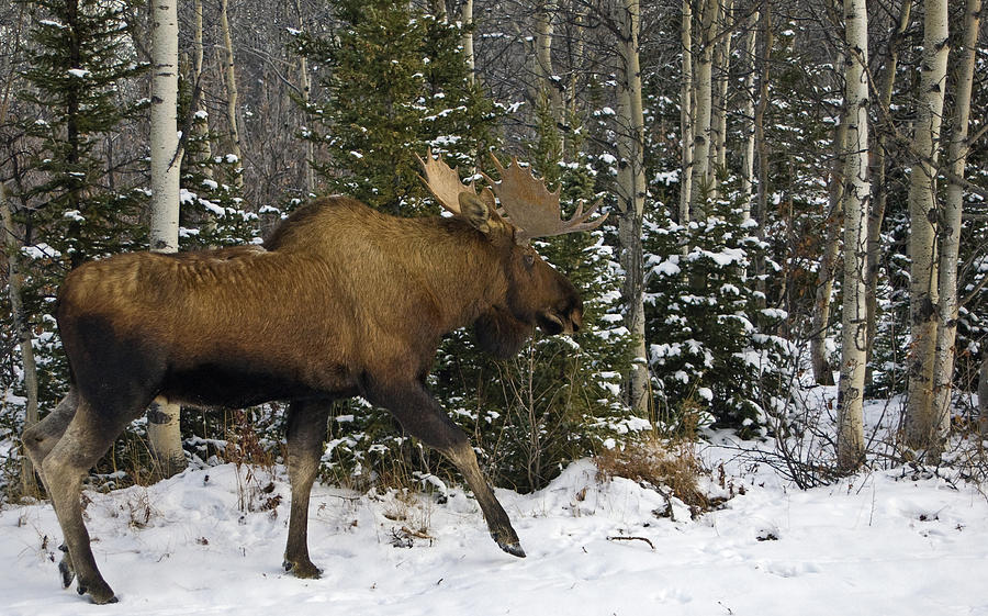 Moose Along Richardson Highway - 01 Photograph by Jim and Kim Shivers ...