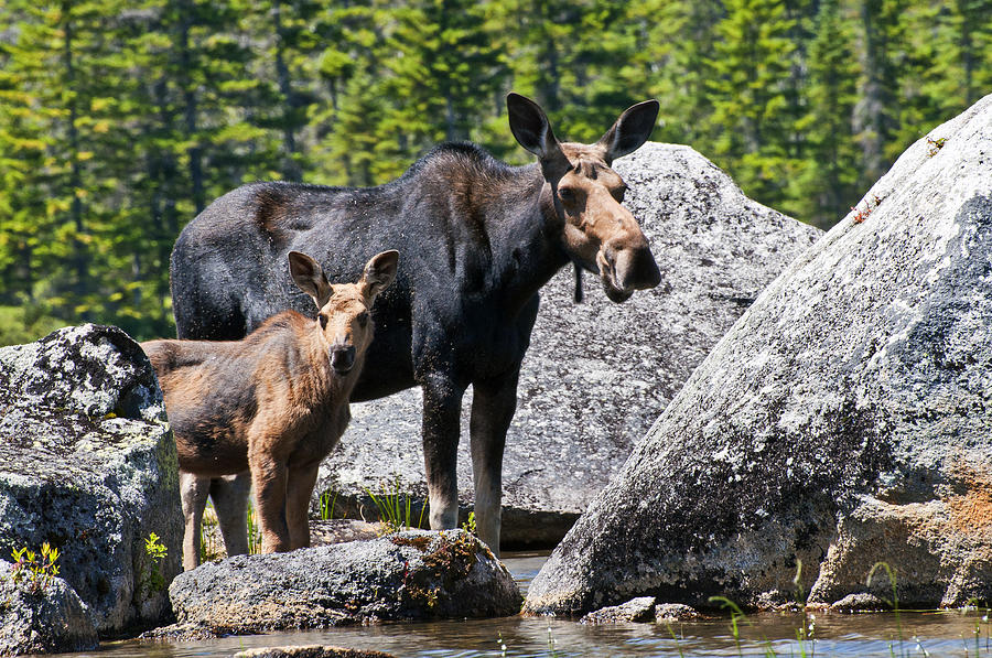 Moose and baby Photograph by Glenn Gordon