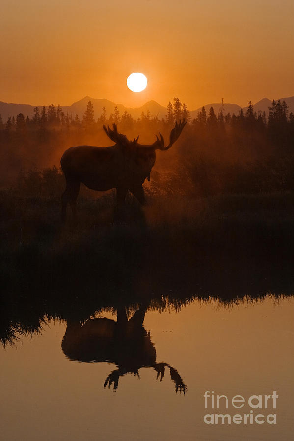 Moose at Dawn - Yellowstone Photograph by Craig Lovell