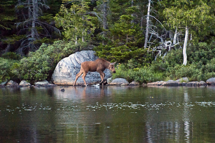 Moose baby 1 Photograph by Glenn Gordon