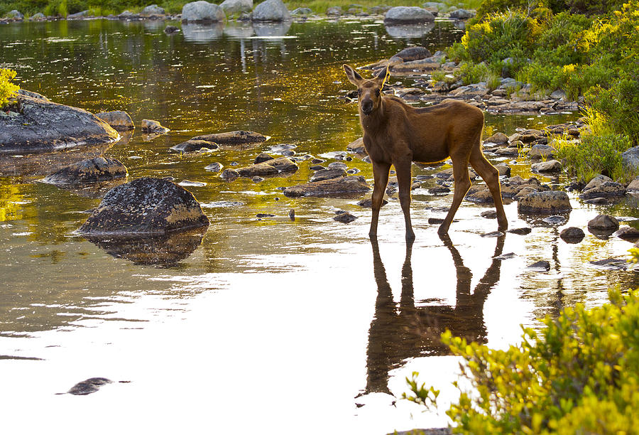 Moose baby 2 Photograph by Glenn Gordon