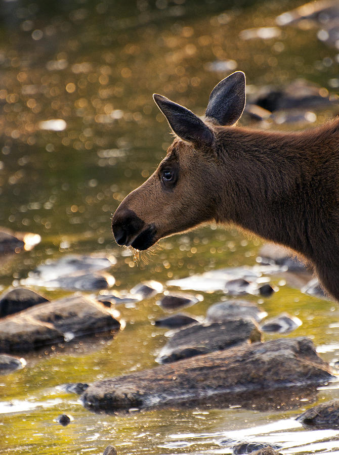 Moose baby 3 Photograph by Glenn Gordon