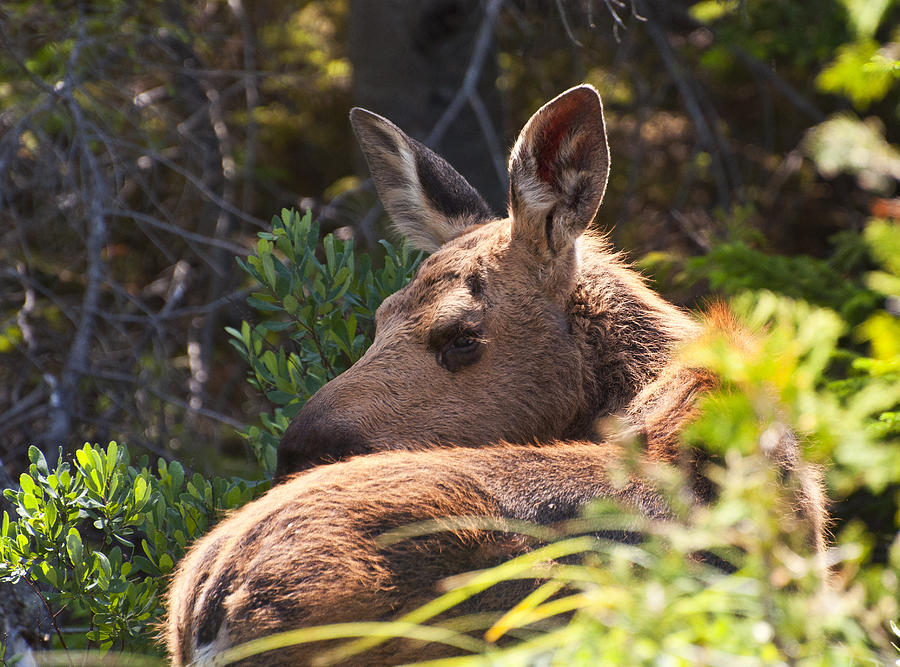 Moose Baby 5 Photograph by Glenn Gordon