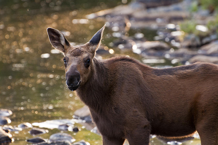 Moose baby Photograph by Glenn Gordon
