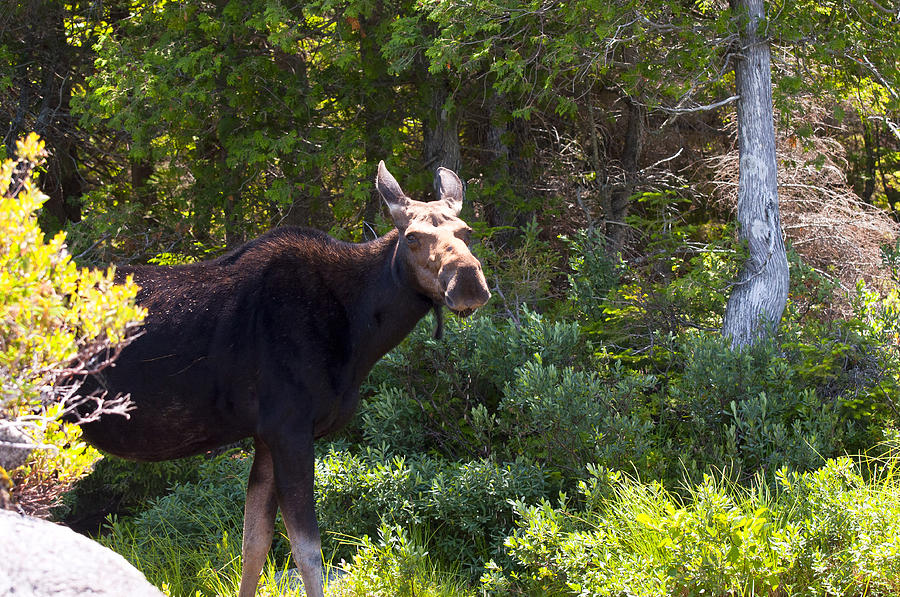 Moose Baxter State Park 4 Photograph by Glenn Gordon