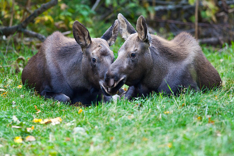 Moose Photograph - Moose Calves  by Chris Heitstuman