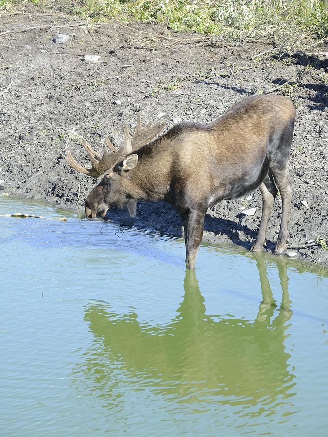 Moose Contemplating Reflection Photograph by Harold Piskiel