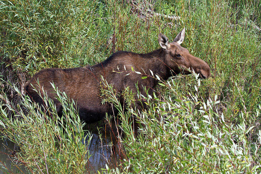 Moose Cow in the Willows Photograph by Rodney Cammauf