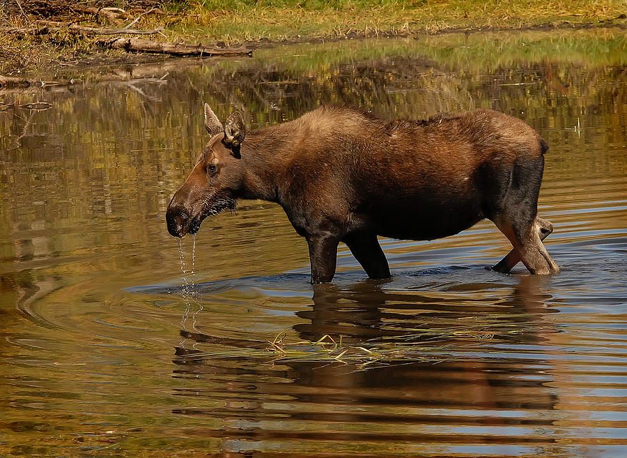 Moose Cow Photograph by Wade Aiken
