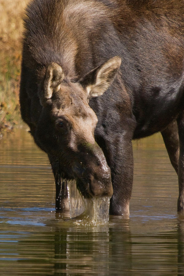 Moose Drool Photograph by Steve Stuller