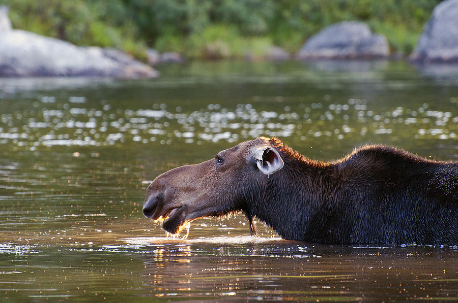 Moose Eating Photograph by Glenn Gordon