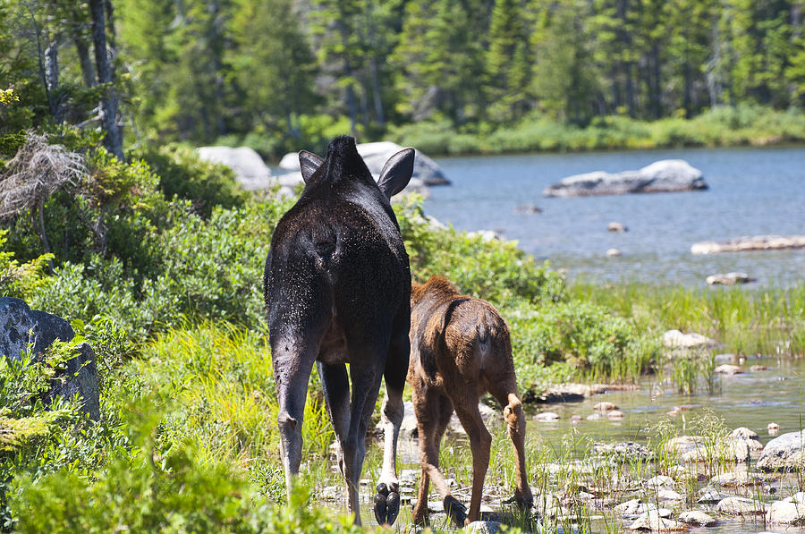 Moose Ends Baxter State Park Maine Photograph by Glenn Gordon