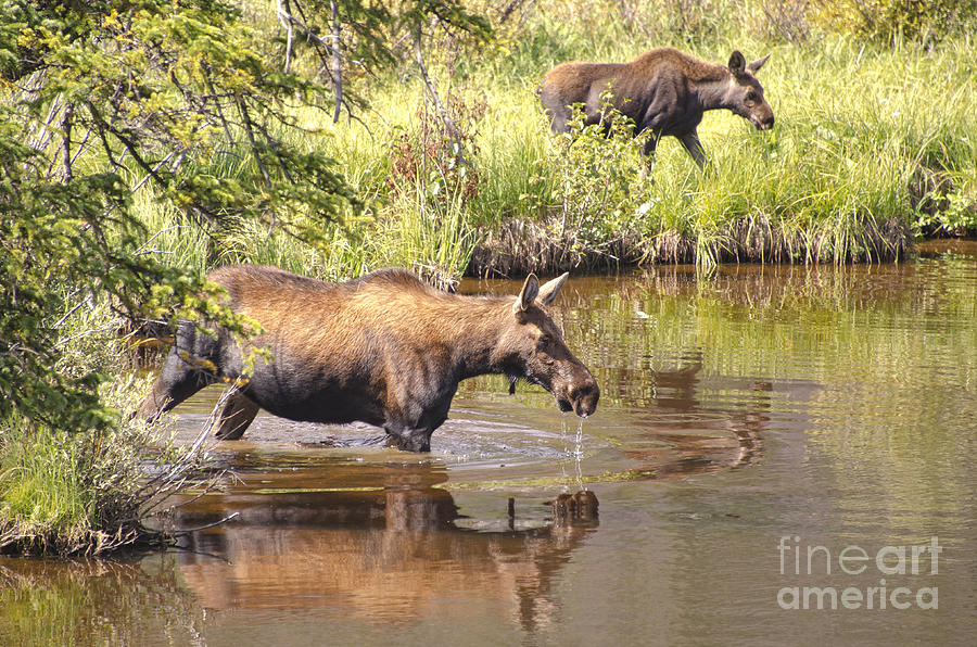 Rocky Mountain National Park Photograph - Moose Family by Andre Babiak