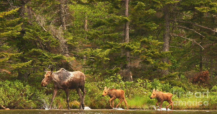 Moose Family Series Photograph by Jeannette Hunt