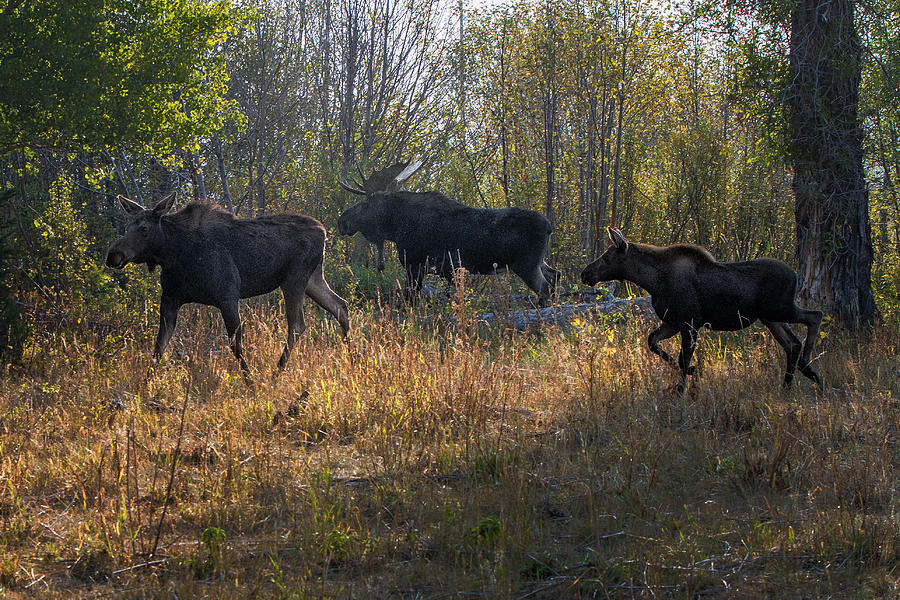 Moose Family Photograph by Ronald Lutz