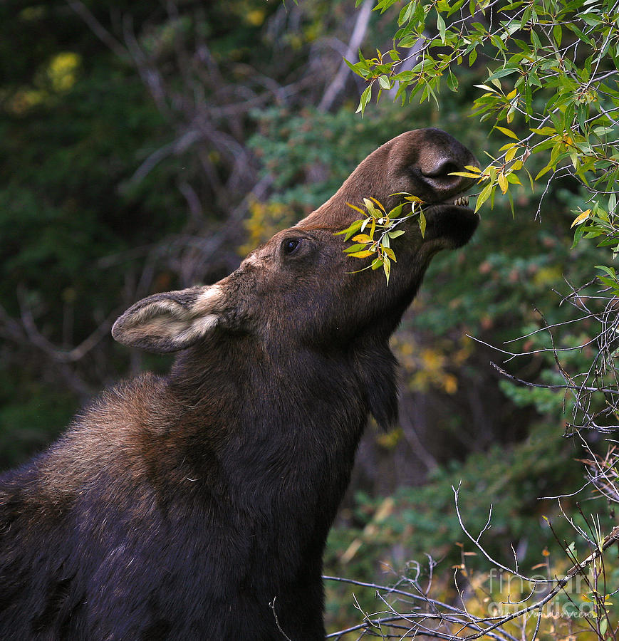 Moose For Lunch Photograph by Clare VanderVeen