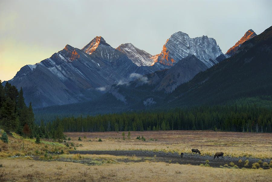 Moose Grazing At Sunset With Mountains Photograph by Philippe Widling