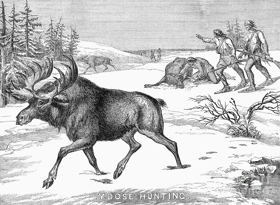 Moose Hunting, 1854 Photograph by Granger