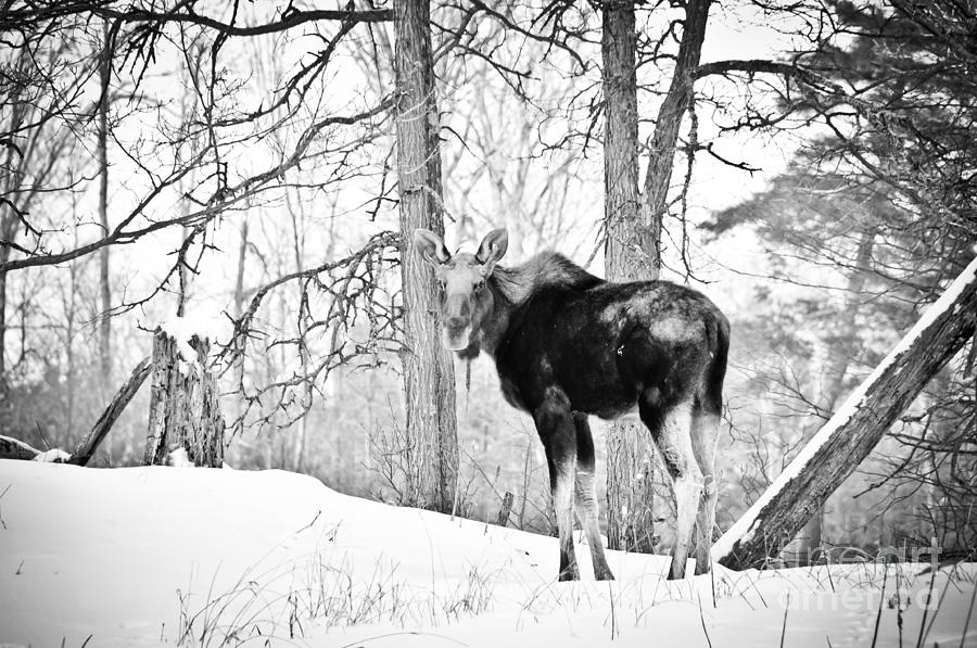 Moose in Black and White Photograph by Cheryl Baxter