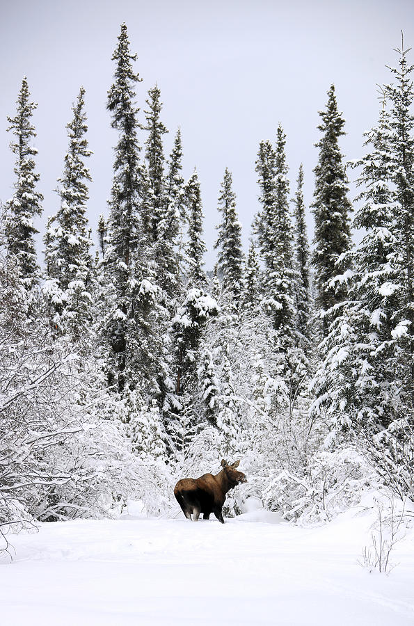 Moose In Deep Snow, Near Teslin, Yukon Photograph by Robert Postma