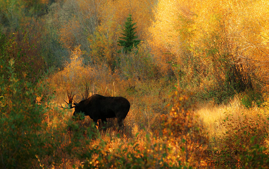 Moose in the Autumn Woods Photograph by Dorothy Cunningham