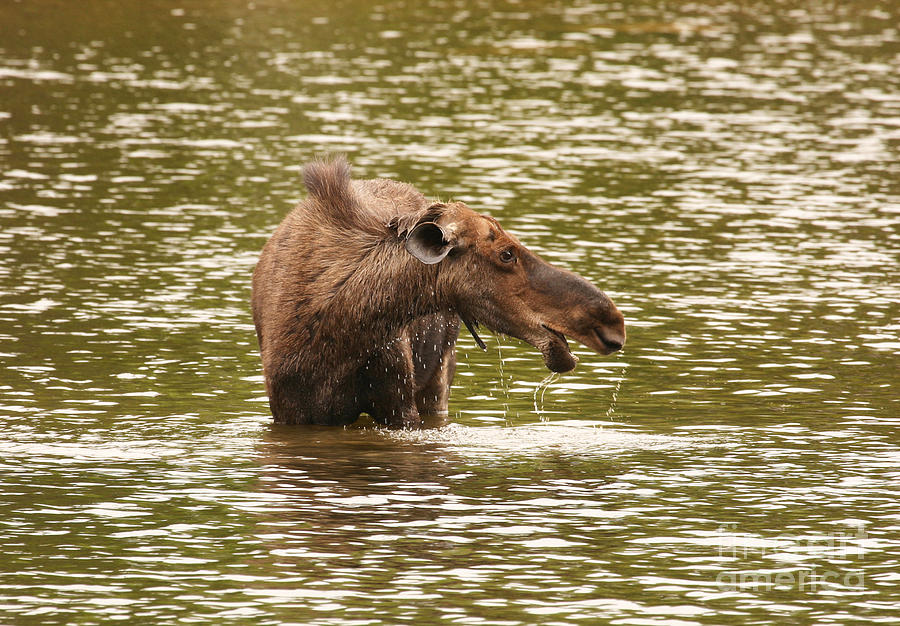 Moose in the Lake Photograph by Jeannette Hunt