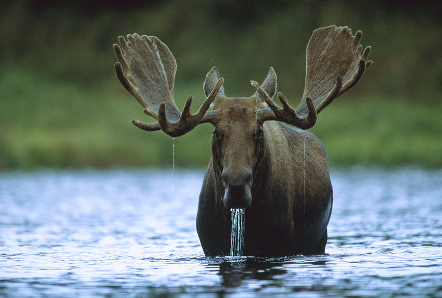 Moose Male Raising Its Head While Photograph by Tim Fitzharris
