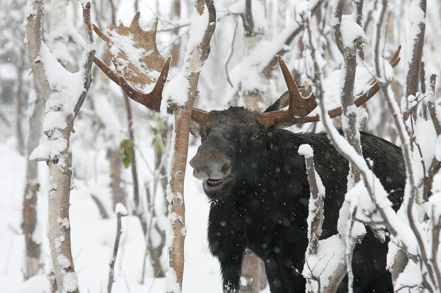 Moose. Male Standing In A Forested Area Photograph by Philippe Henry ...